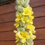 Verbascum thapsusFlor