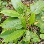 Viburnum nudum Leaf