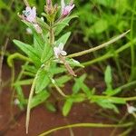 Sieruela monophylla 花