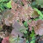 Heuchera micranthaΛουλούδι