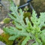 Senecio sylvaticus Blad