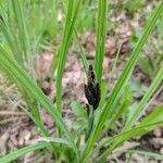 Carex acuta Bloem
