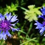 Centaurea cyanusFlors