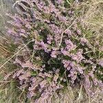 Calluna vulgarisFlower