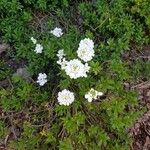 Iberis ciliata Fula