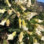 Chamaecytisus prolifer Flor