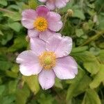 Anemone x hybrida Blüte