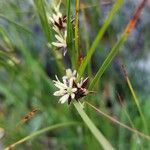 Oreojuncus trifidusപുഷ്പം