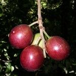Pouteria reticulata Fruto