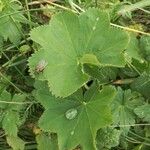 Alchemilla glabra Blad