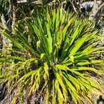 Doryanthes palmeri পাতা