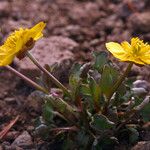 Ranunculus eschscholtzii Хабит