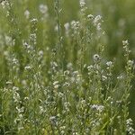 Lepidium sativum Fiore