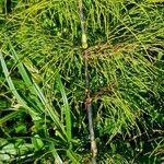 Equisetum sylvaticum 葉