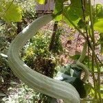 Trichosanthes cucumerina Frucht
