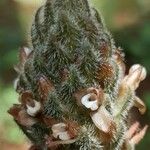 Platylepis glandulosa