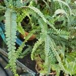 Adiantum hispidulum ഇല