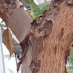 Corymbia ficifolia Corteza