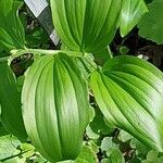 Polygonatum latifolium 葉