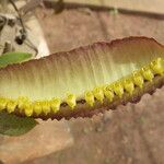 Bulbophyllum renkinianum Kwiat