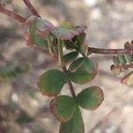 Coronilla minima برگ