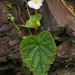 Begonia picta Агульны выгляд