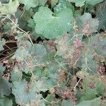 Alchemilla xanthochlora Лист