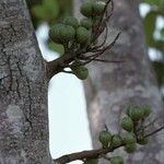 Ficus sur Flor