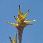 Carex hispida फूल