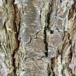 Pinus echinata Corteza