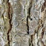 Pinus echinata Bark