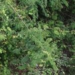 Caesalpinia decapetala Habitus