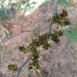 Bridelia micrantha Flower