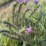 Echium vulgareFlower