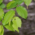 Carpinus orientalis Anders