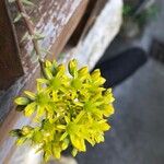Petrosedum rupestre 花