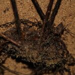 Triplophyllum securidiforme अन्य