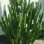 Euphorbia ingens Blad