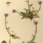 Erigeron neglectus Yeri
