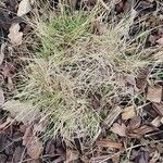 Nardus stricta 葉