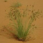 Cyperus conglomeratus Habit