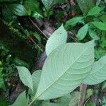 Palicourea racemosa Leaf