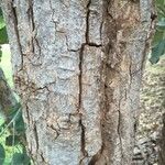 Pterocarpus rotundifolius Bark