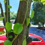 Pyrus calleryana Leaf