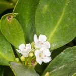 Myoporum tenuifolium Flower