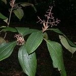 Miconia ligulata Прочее