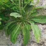 Campanula sibirica Blad