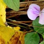 Vigna vexillata Flor