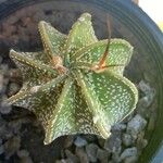 Astrophytum capricorne Leht