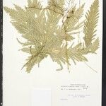 Selaginella parkeri Hoja